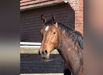 Westphalien, Hongre, 2 Ans, 163 cm, Bai