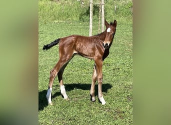 Westphalien, Hongre, 2 Ans, 163 cm, Bai