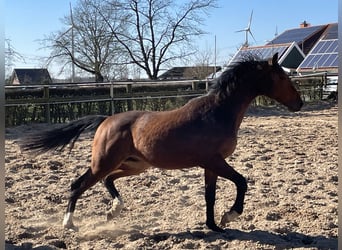 Westphalien, Hongre, 2 Ans, 163 cm, Bai