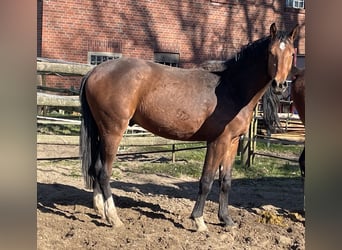 Westphalien, Hongre, 2 Ans, 163 cm, Bai
