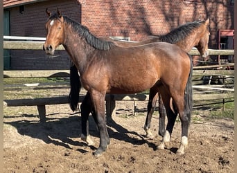 Westphalien, Hongre, 2 Ans, 163 cm, Bai