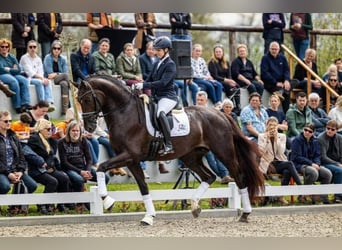 Westphalien, Hongre, 2 Ans, 168 cm, Bai brun