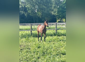 Westphalien, Hongre, 2 Ans, 168 cm, Bai