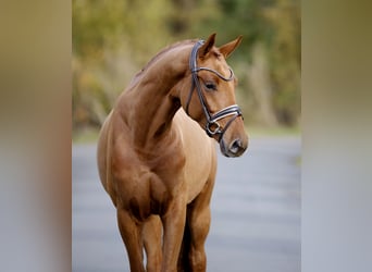 Westphalien, Hongre, 2 Ans, 169 cm, Alezan