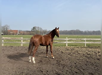 Westphalien, Hongre, 2 Ans, Alezan brûlé