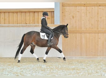 Westphalien, Hongre, 3 Ans, 149 cm, Bai brun