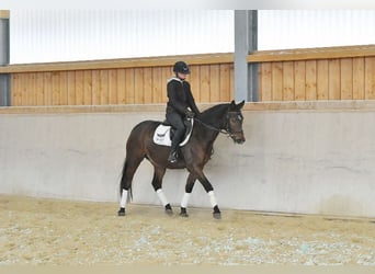 Westphalien, Hongre, 3 Ans, 149 cm, Bai brun