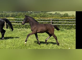 Westphalien, Hongre, 3 Ans, 160 cm, Bai brun foncé