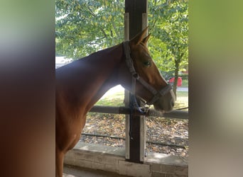 Westphalien, Hongre, 3 Ans, 163 cm, Alezan
