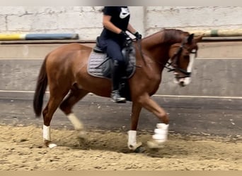 Westphalien, Hongre, 3 Ans, 163 cm, Alezan