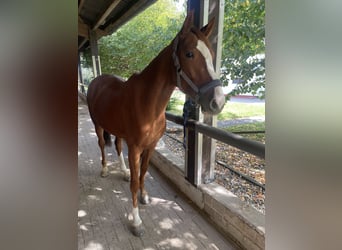 Westphalien, Hongre, 3 Ans, 163 cm, Alezan