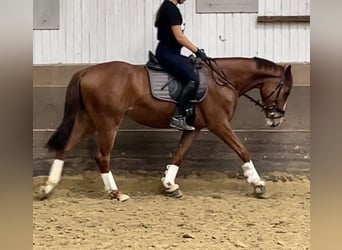 Westphalien, Hongre, 3 Ans, 163 cm, Alezan