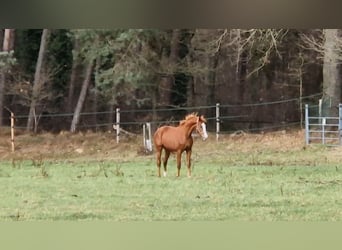 Westphalien, Hongre, 3 Ans, 164 cm, Alezan