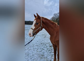 Westphalien, Hongre, 3 Ans, 164 cm, Alezan