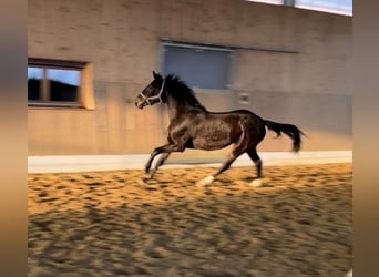 Westphalien, Hongre, 3 Ans, 164 cm, Bai brun