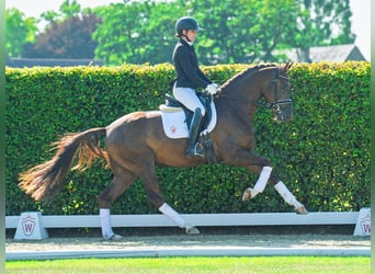 Westphalien, Hongre, 3 Ans, 165 cm, Alezan brûlé