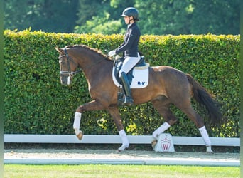 Westphalien, Hongre, 3 Ans, 165 cm, Alezan brûlé