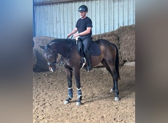 Westphalien, Hongre, 3 Ans, 165 cm, Bai brun