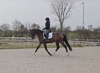 Westphalien, Hongre, 3 Ans, 165 cm, Bai