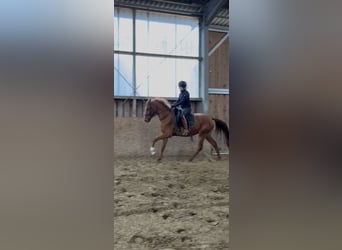 Westphalien, Hongre, 3 Ans, 166 cm, Alezan