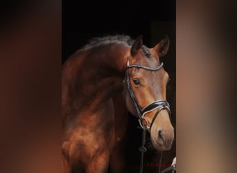Westphalien, Hongre, 3 Ans, 166 cm, Bai brun