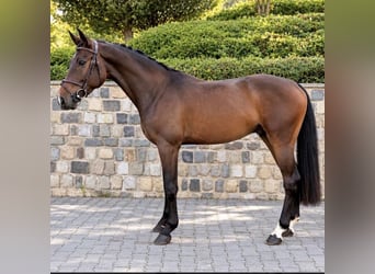 Westphalien, Hongre, 3 Ans, 166 cm, Bai