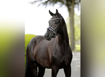 Westphalien, Hongre, 3 Ans, 166 cm, Noir