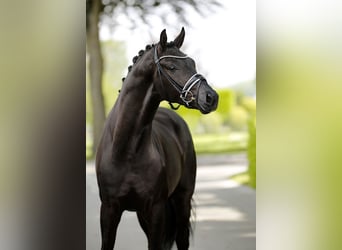 Westphalien, Hongre, 3 Ans, 166 cm, Noir