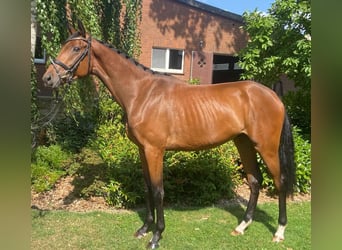 Westphalien, Hongre, 3 Ans, 167 cm, Bai
