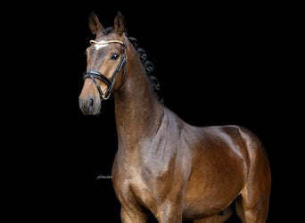 Westphalien, Hongre, 3 Ans, 167 cm, Bai