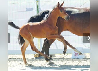 Westphalien, Hongre, 3 Ans, 167 cm, Bai