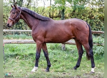 Westphalien, Hongre, 3 Ans, 167 cm, Bai