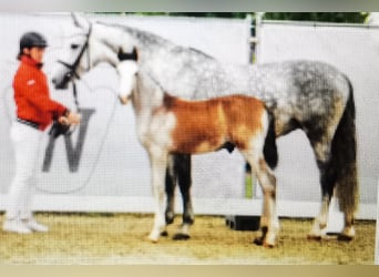 Westphalien, Hongre, 3 Ans, 167 cm, Gris