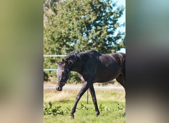 Westphalien, Hongre, 3 Ans, 167 cm, Noir