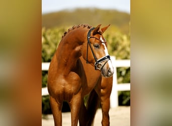 Westphalien, Hongre, 3 Ans, 168 cm, Alezan