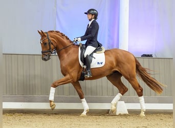 Westphalien, Hongre, 3 Ans, 168 cm, Alezan