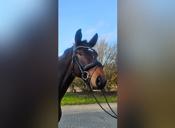 Westphalien, Hongre, 3 Ans, 168 cm, Bai brun