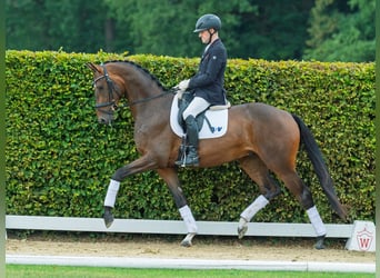 Westphalien, Hongre, 3 Ans, 168 cm, Bai