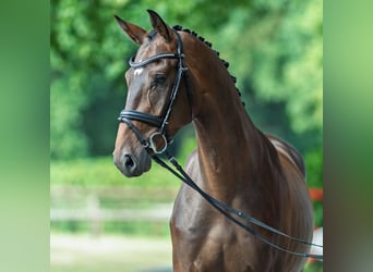 Westphalien, Hongre, 3 Ans, 168 cm, Bai