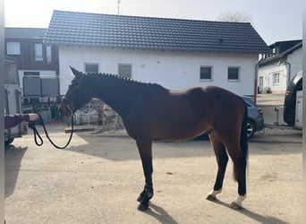 Westphalien, Hongre, 3 Ans, 168 cm, Bai