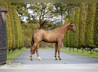 Westphalien, Hongre, 3 Ans, 169 cm, Alezan