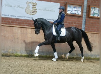 Westphalien, Hongre, 3 Ans, 169 cm, Noir