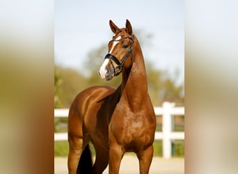 Westphalien, Hongre, 3 Ans, 170 cm, Alezan