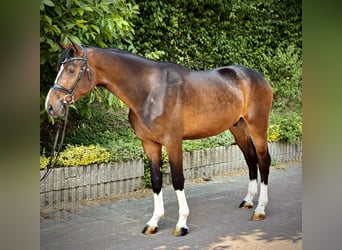 Westphalien, Hongre, 3 Ans, 170 cm, Bai