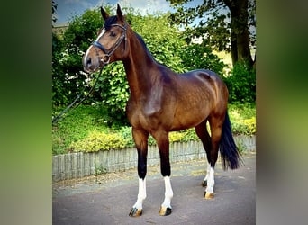 Westphalien, Hongre, 3 Ans, 170 cm, Bai