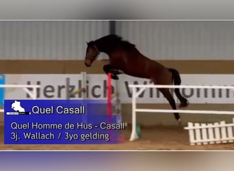 Westphalien, Hongre, 3 Ans, 170 cm, Bai