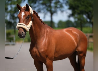 Westphalien, Hongre, 3 Ans, 172 cm, Alezan