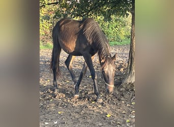 Westphalien, Hongre, 3 Ans, 172 cm, Bai brun