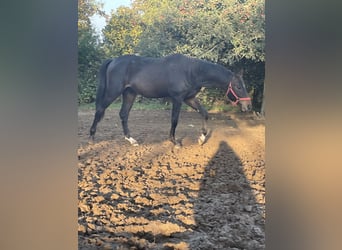 Westphalien, Hongre, 3 Ans, 172 cm, Bai brun