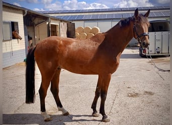 Westphalien, Hongre, 3 Ans, 172 cm, Bai cerise